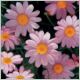 Argyranthemum frutescens 'Comet Pink'